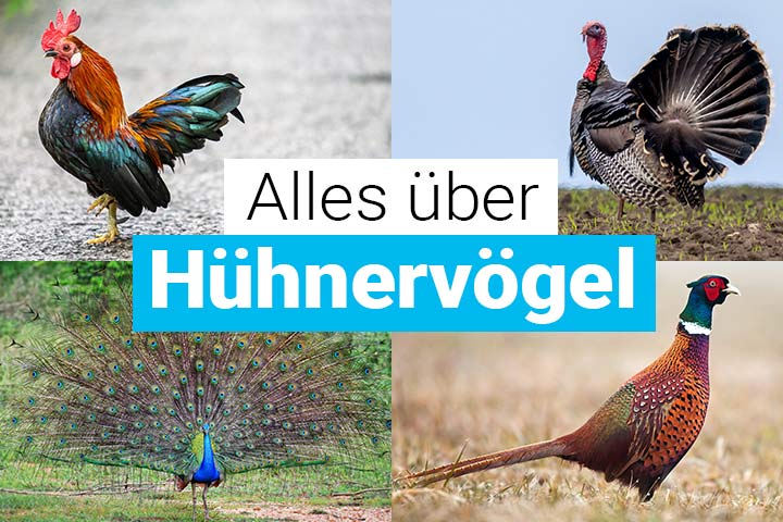 Alles über Hühnervögel
