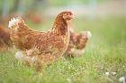 Huhn