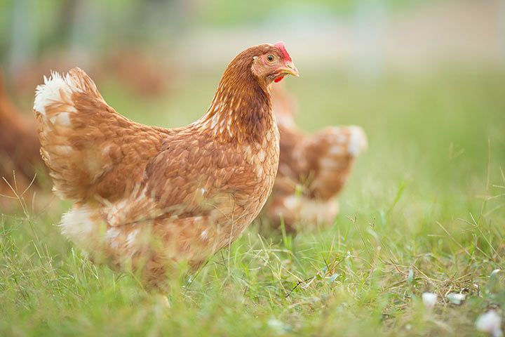 Huhn