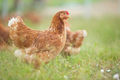 Huhn