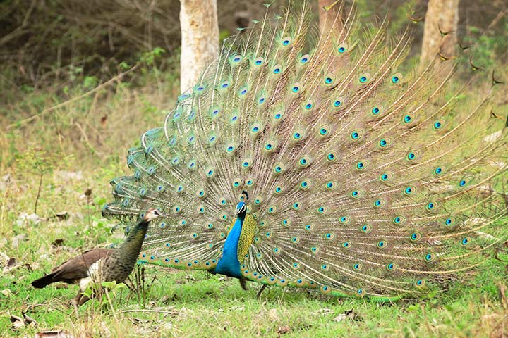 Ein männlicher Pfau wirbt um einen weiblichen Pfau