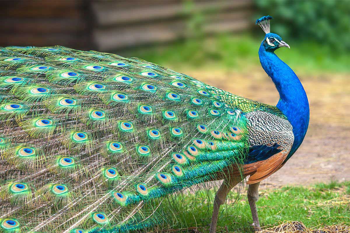 Pfau