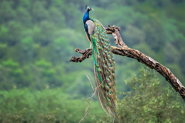 Die Schleppe eines männlichen Pfaus kann 1,6 m lang werden