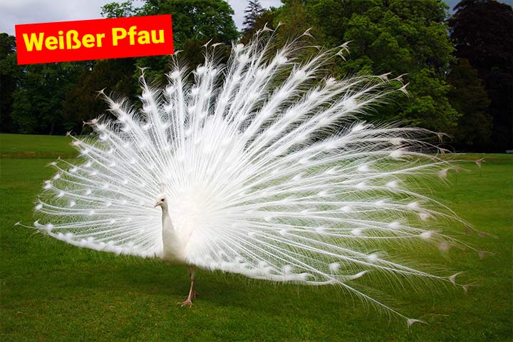 Weißer Pfau