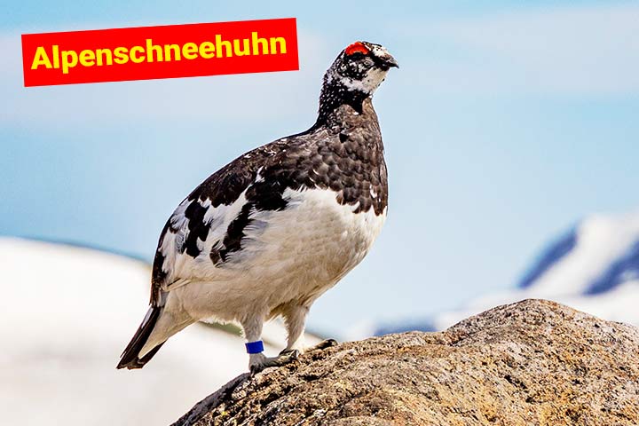 Alpenschneehuhn