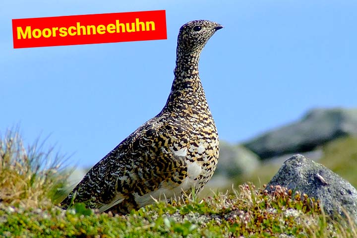Moorschneehuhn
