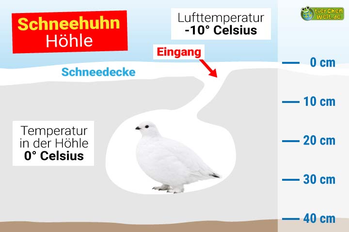 Schneehuhn Höhle