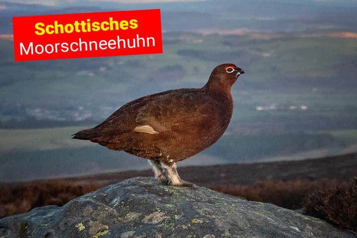 Schottisches Moorschneehuhn