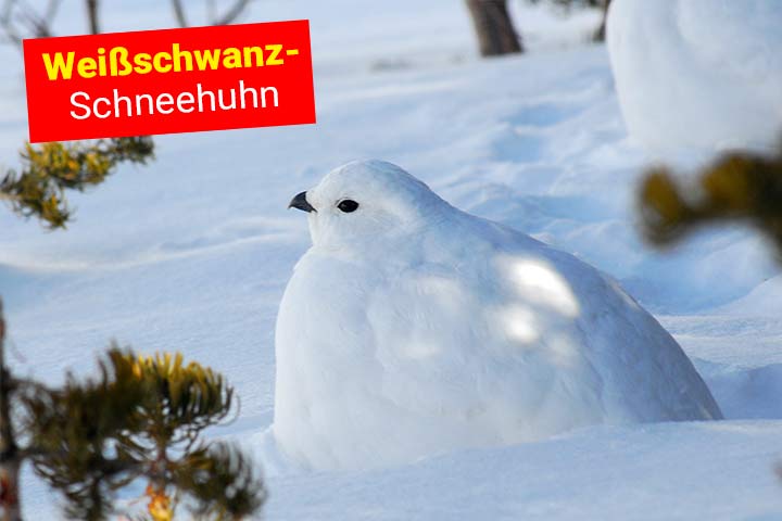 Weißschwanz-Schneehuhn
