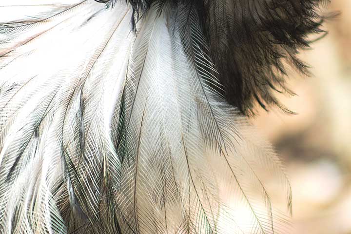 Emu-Federn