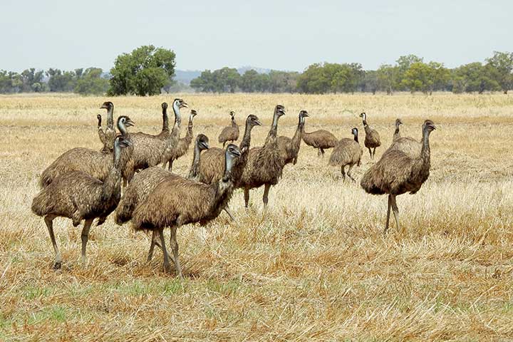 Emu