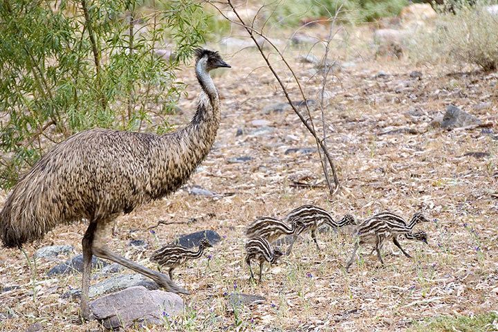 Emu