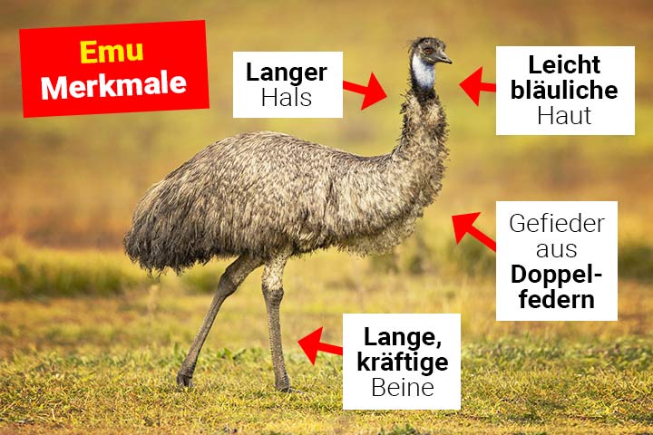 Emu