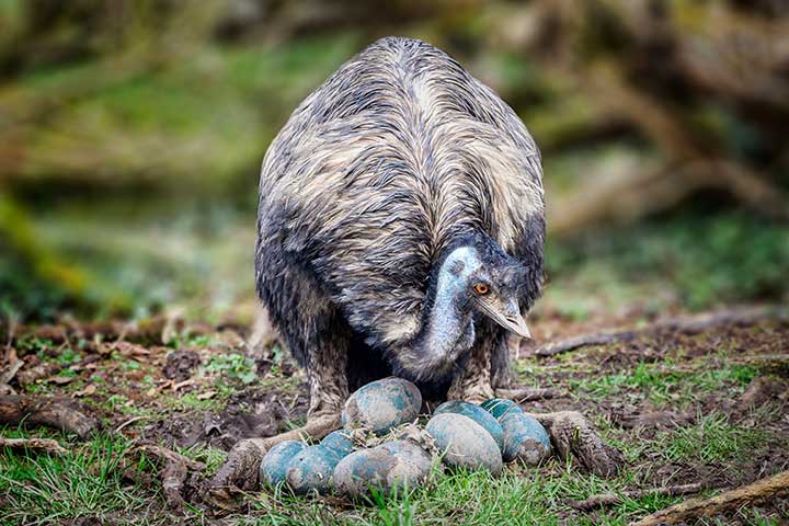 Emu