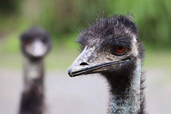 Emu