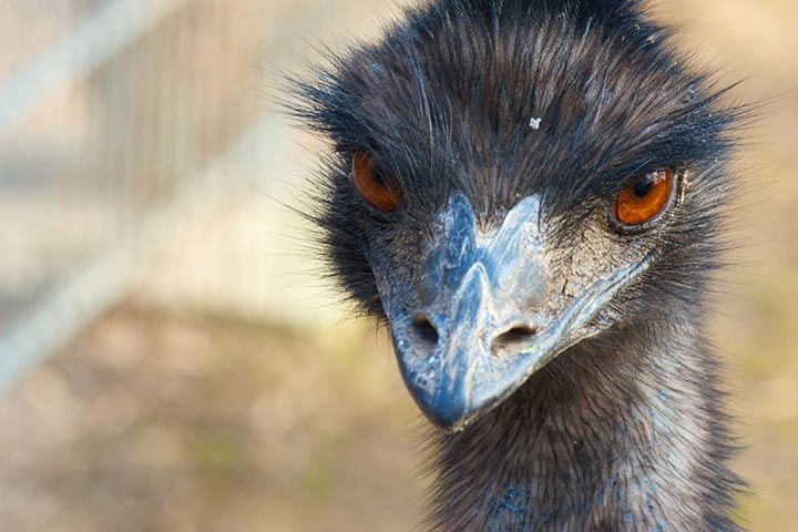 Emu