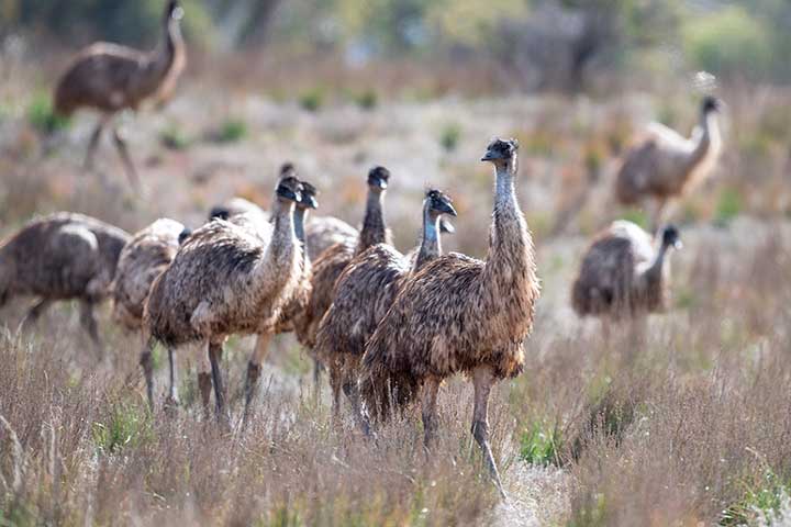 Emu