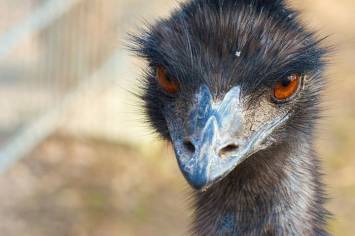Emu