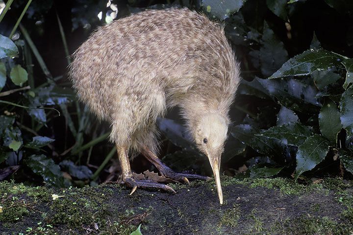 Kiwi