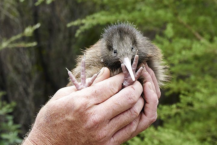 Kiwi