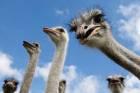 Die größten Vögel