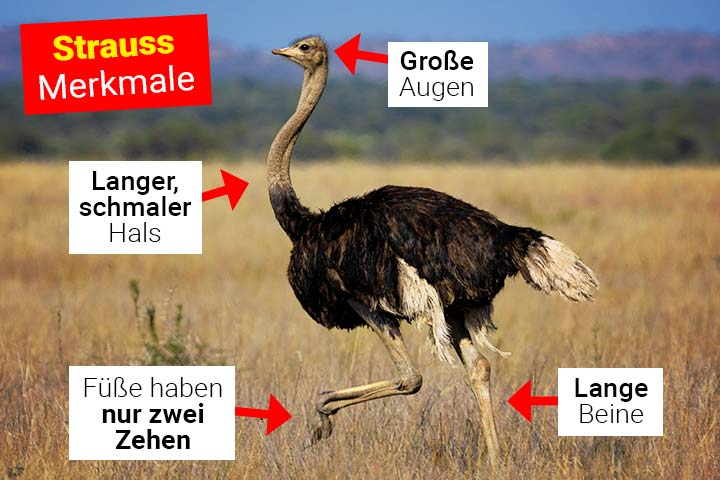 Strauß Körperbau und Aussehen