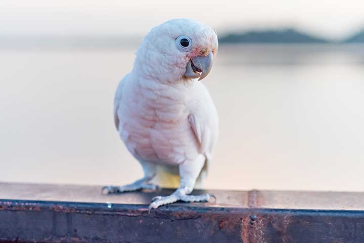 Goffinkakadu