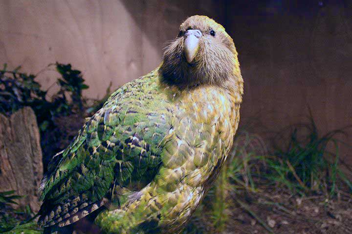 Kakapo