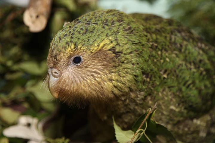 Kakapo