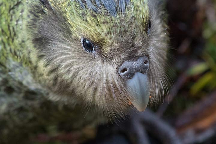 Kakapo