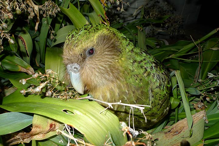 Kakapo