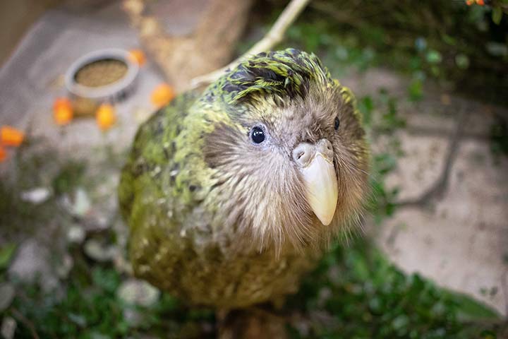 Kakapo