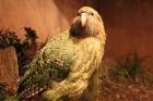 Kakapo