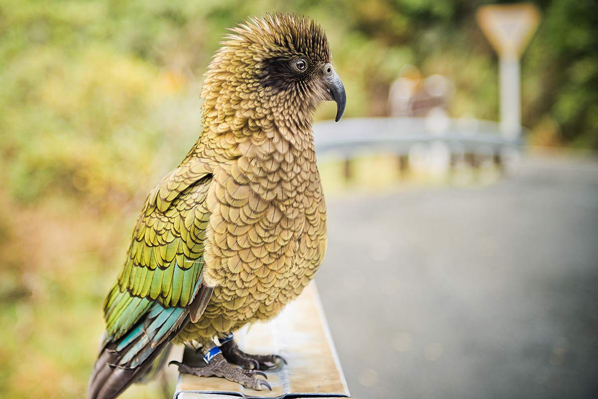 Kea