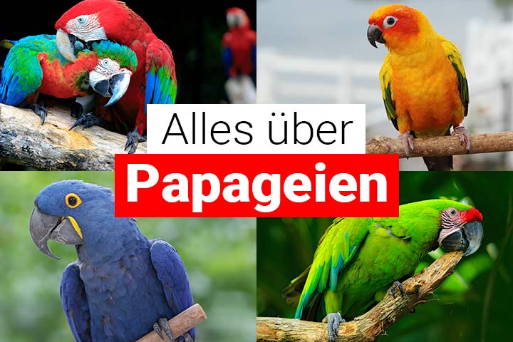 Alles über Papapgeien