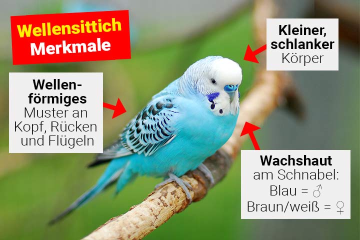 Wellensittich Körperbau und Aussehen
