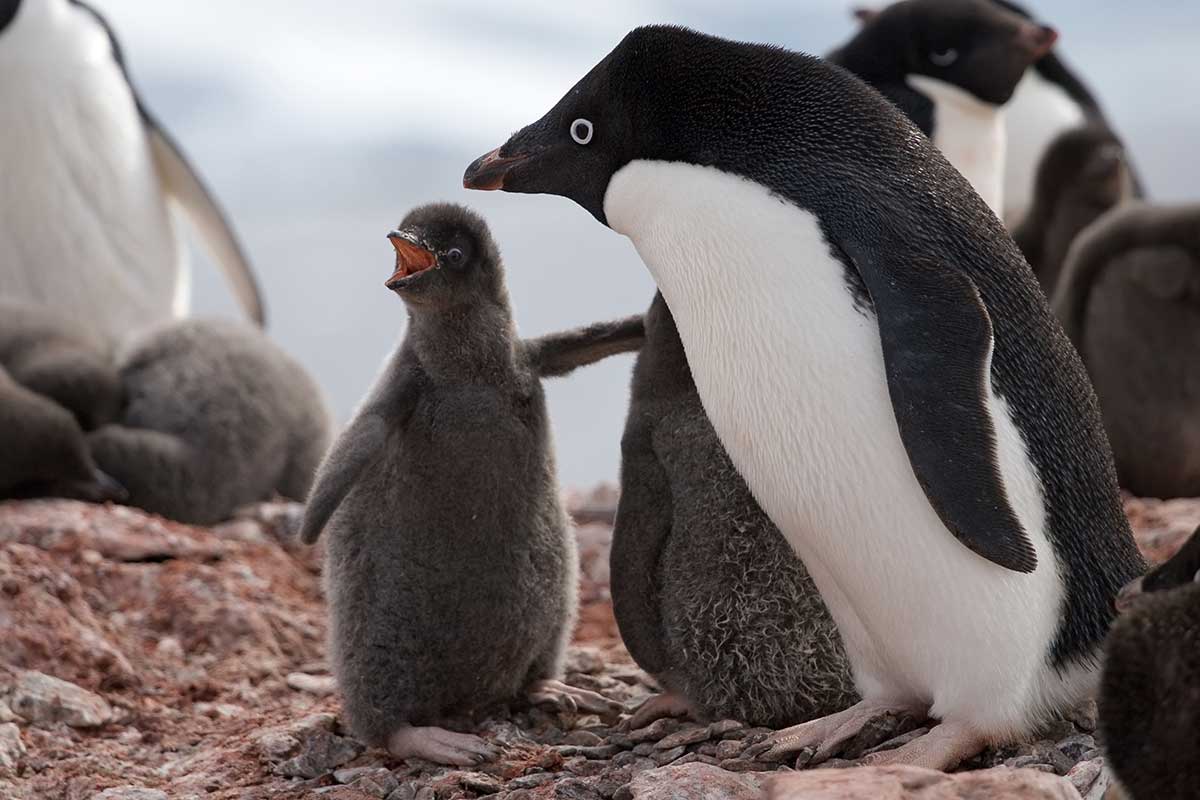 Adeliepinguin