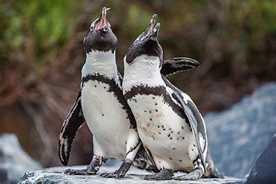 12 spannende Infos über Vogelgesang