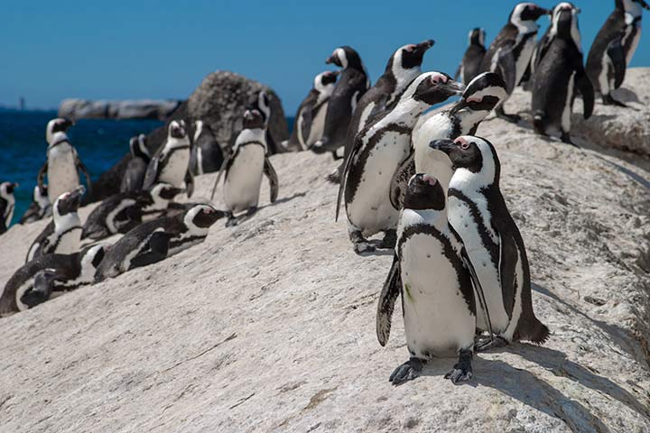 Niedlicher Brillenhalter Tierchen als lustiger Pinguin