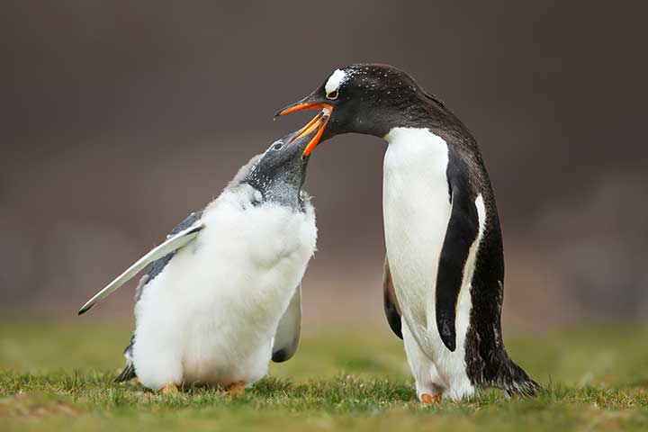Eselspinguin füttert sein Küken