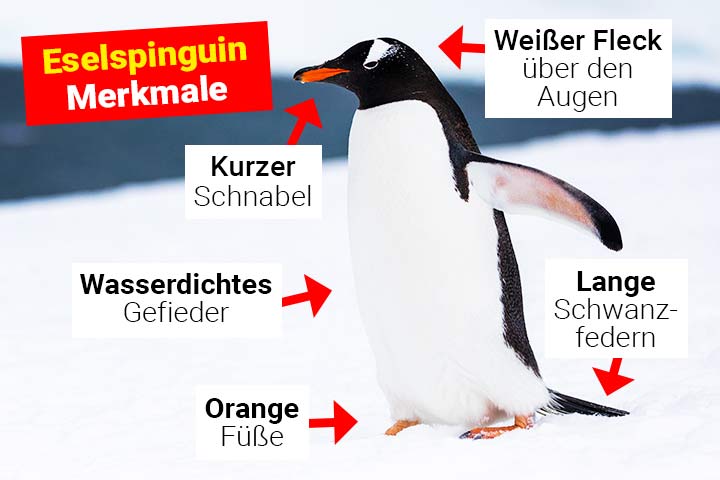 Eselspinguin Merkmale