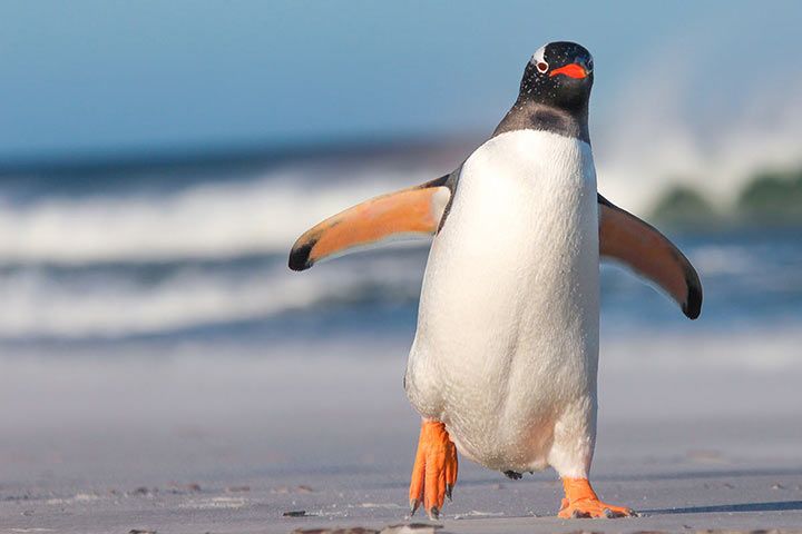 Eselspinguin