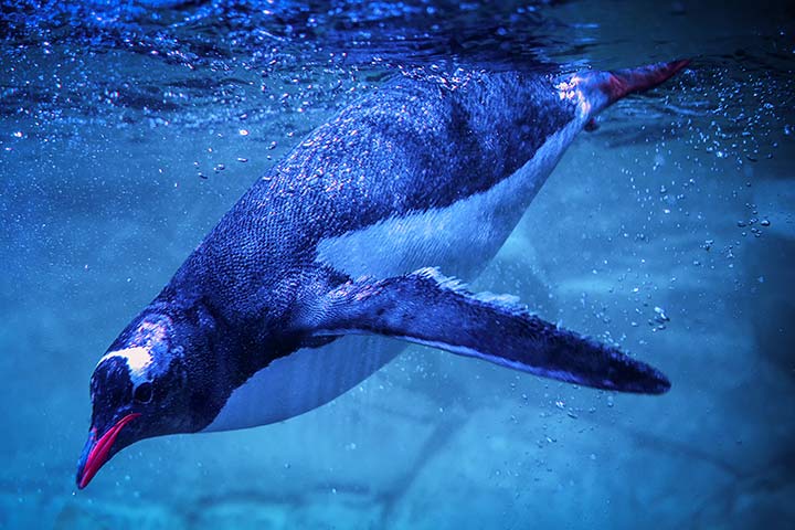 Eselspinguin unter Wasser