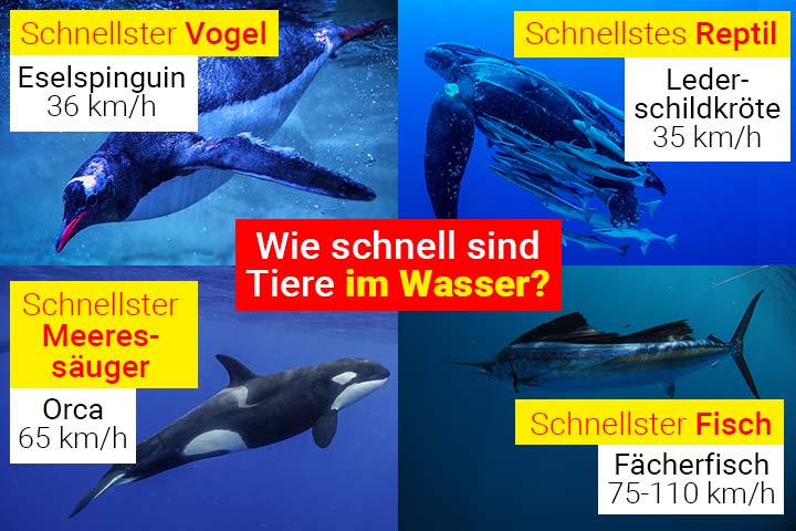 Die Geschwindigkeiten verschiedener Tierarten unter Wasser