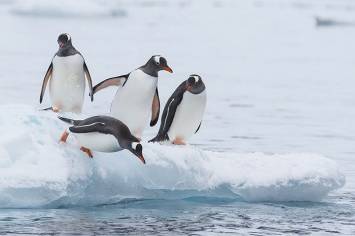 Eselspinguin springt l