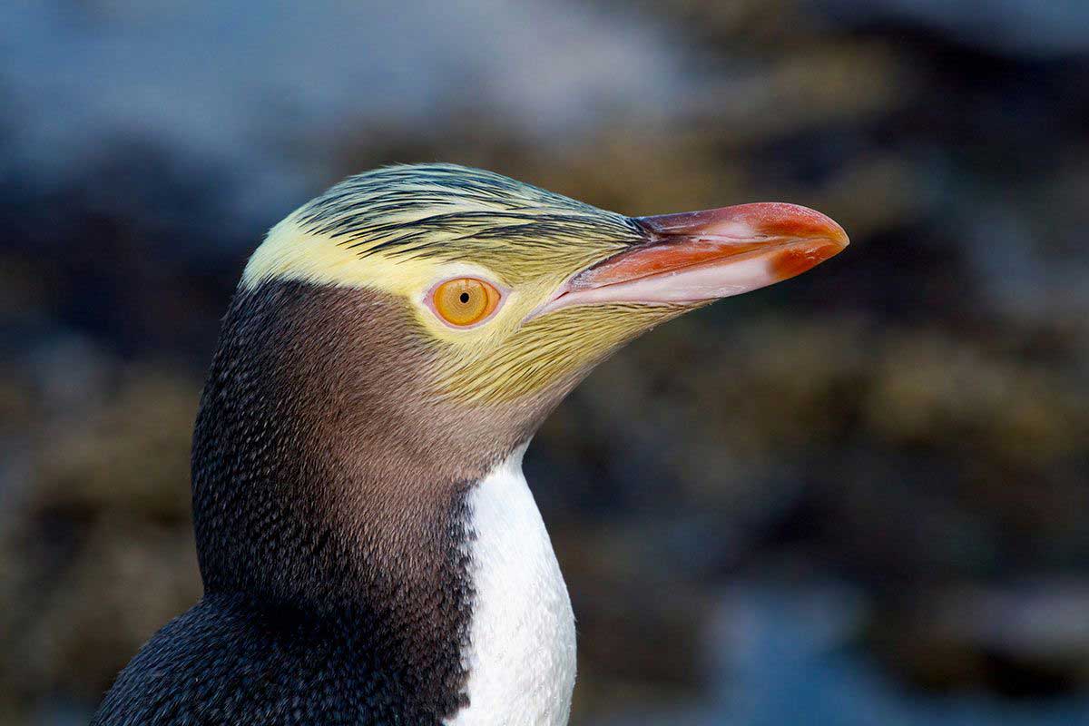 Gelbaugenpinguin