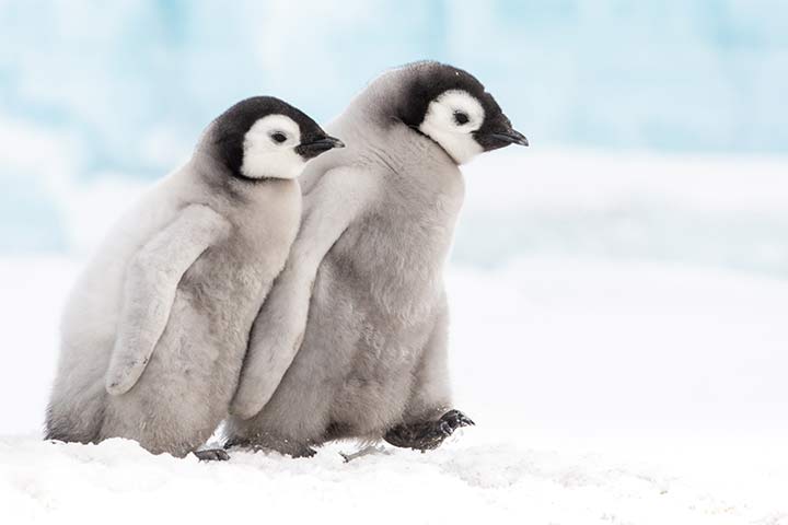 Kaiserpinguin-Küken