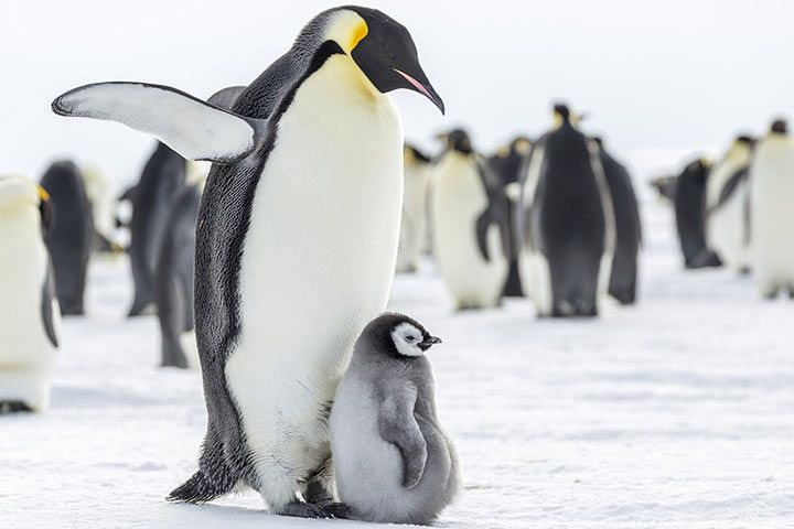 Kaiserpinguin - Tier-Steckbrief - für Kinder & Schule