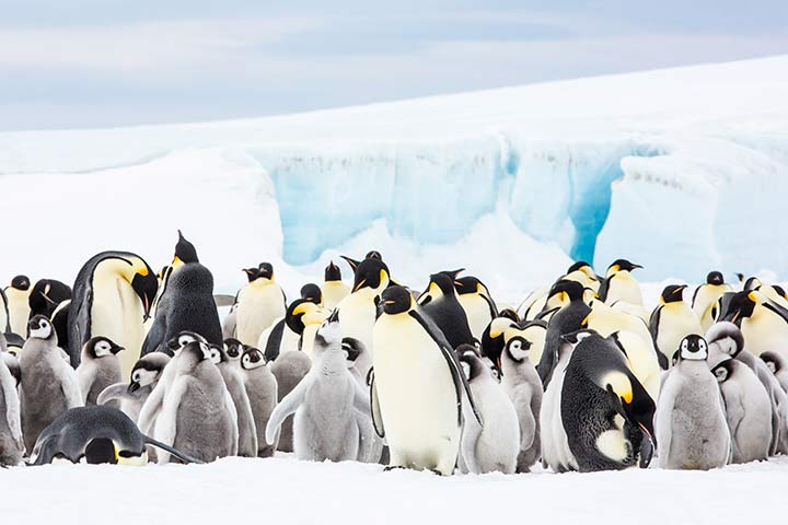Kaiserpinguine in der Antarktis