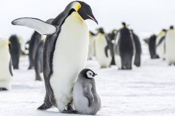 Kaiserpinguin steckbrief l